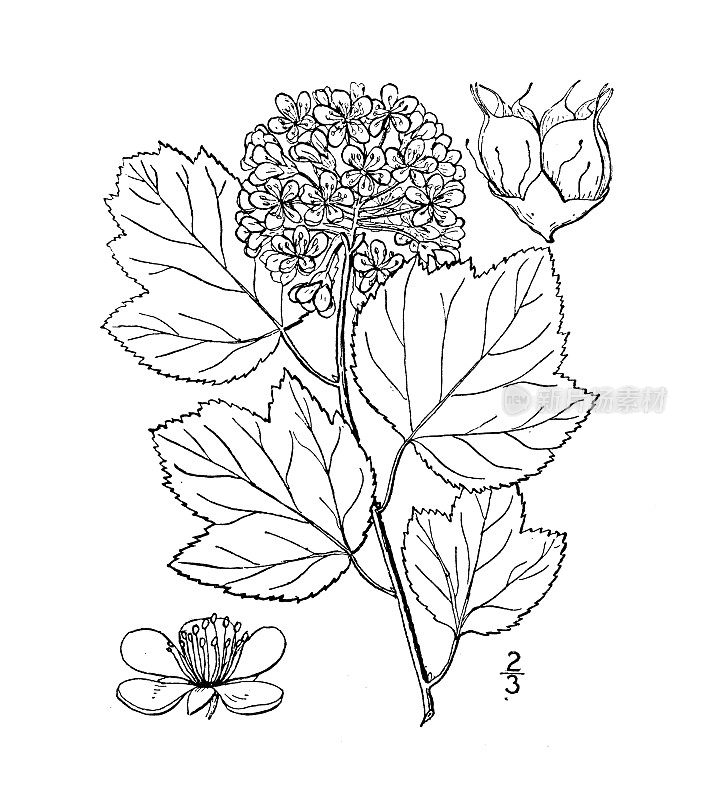 古植物学植物插图:Opulaster opulifolius, Ninebark